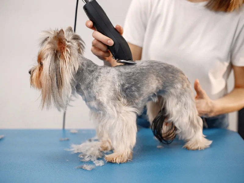 اصلاح و شستشو حیوانات خانگی در شهریار و اندیشه | سگ و گربه - آرایشگاه سگ و گربه در اندیشه و شهریار - پارسه