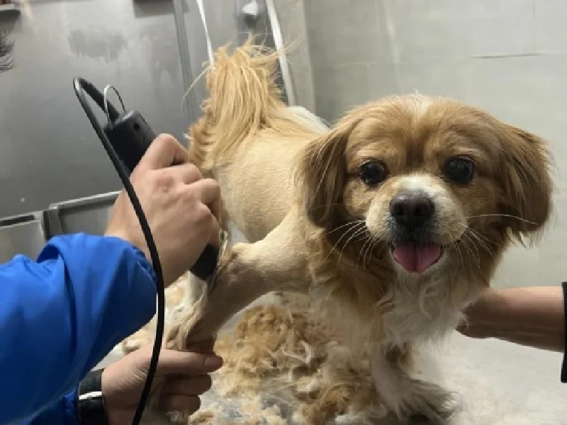 اصلاح و شستشو حیوانات خانگی در شهریار و اندیشه | سگ و گربه - آرایشگاه سگ و گربه در اندیشه و شهریار - بل