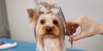 بهترین آرایشگاه های حیوانات در غرب تهران | اصلاح سگ و گربه در محدوده غرب تهران