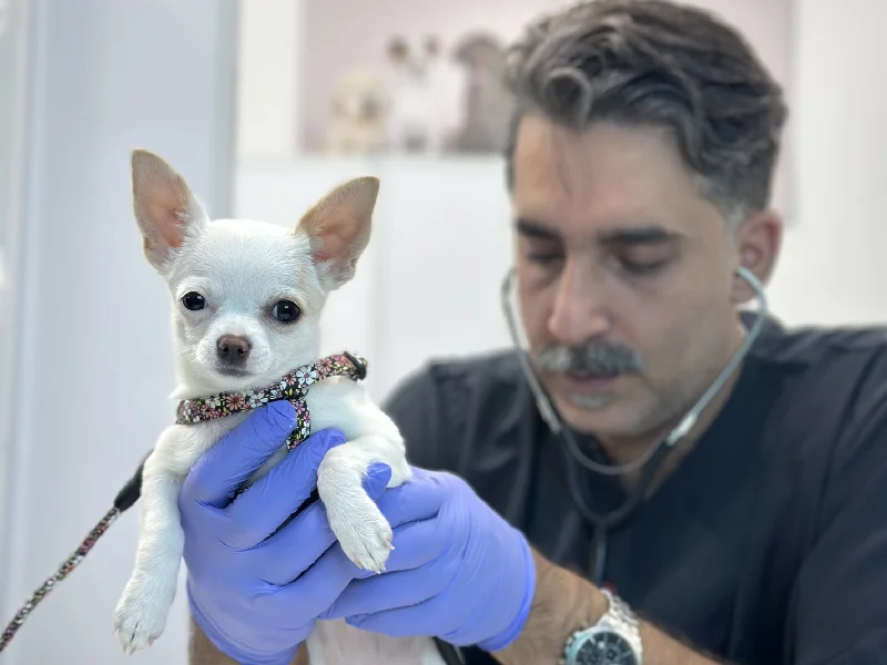 کلینیک دامپزشکی مشتاق در اصفهان - بهترین کلینیک های دامپشکی اصفهان