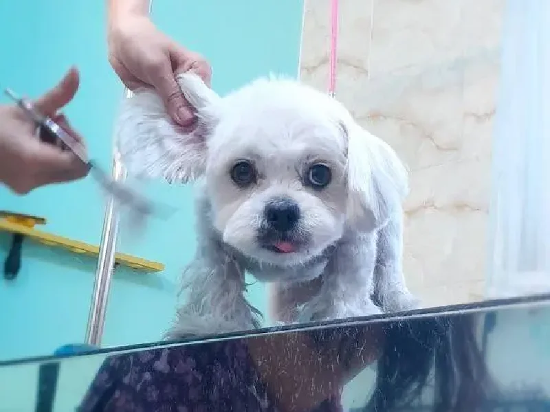 بهترین آرایشگاه های حیوانات در غرب تهران | اصلاح سگ و گربه - آرایشگاه آوید