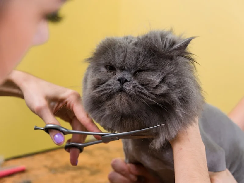 بهترین آرایشگاه های حیوانات در غرب تهران | اصلاح سگ و گربه - آرایشگاه پت آریستو