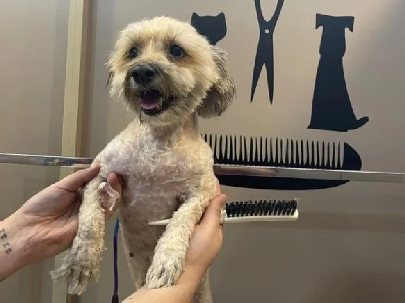 بهترین آرایشگاه های حیوانات در غرب تهران | اصلاح سگ و گربه - آرایشگاه پت کارو