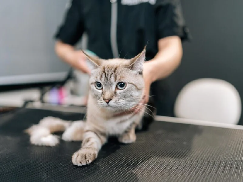 بهترین آرایشگاه های حیوانات در غرب تهران | اصلاح سگ و گربه - آرایشگاه سیار سروش