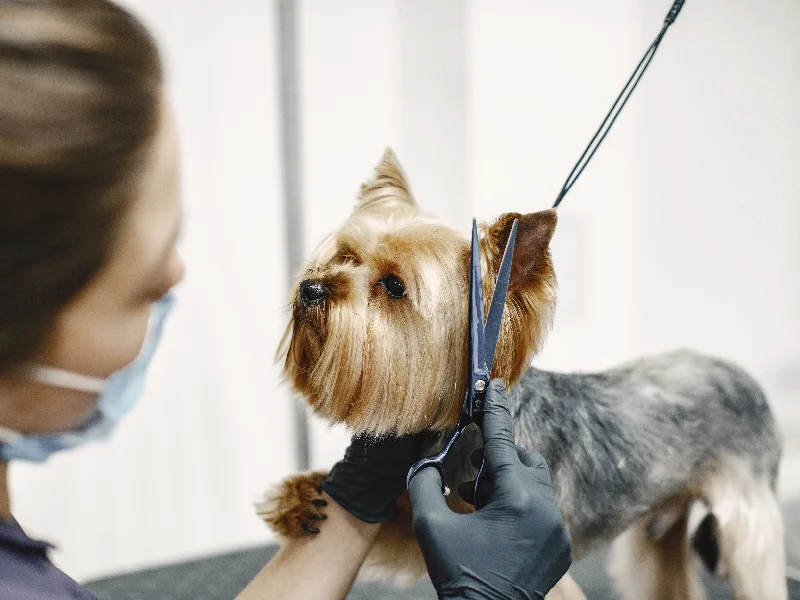 بهترین آرایشگاه های حیوانات در غرب تهران | اصلاح سگ و گربه - آرایشگاه تهرانسر