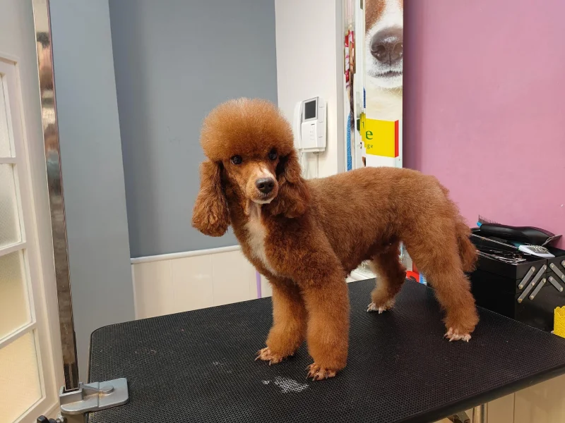 بهترین آرایشگاه های حیوانات در غرب تهران | اصلاح سگ و گربه - آرایشگاه پت سپینود