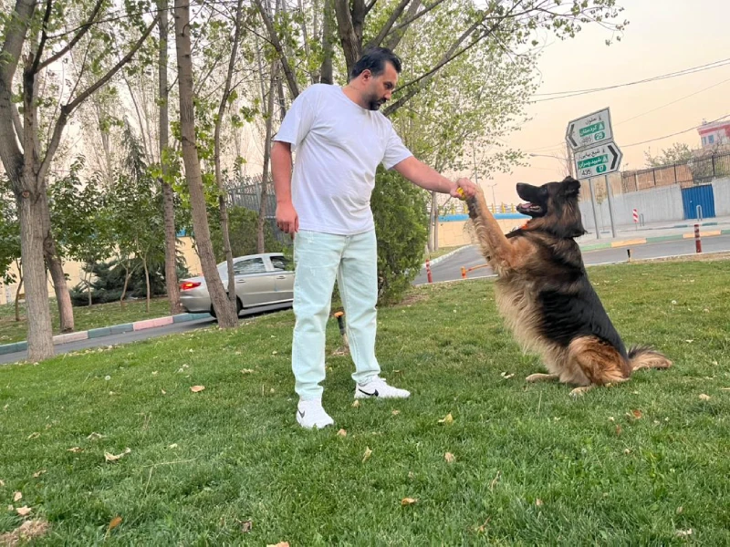 لیست بهترین مربیان سگ در تهران - آقای آرایی مهر