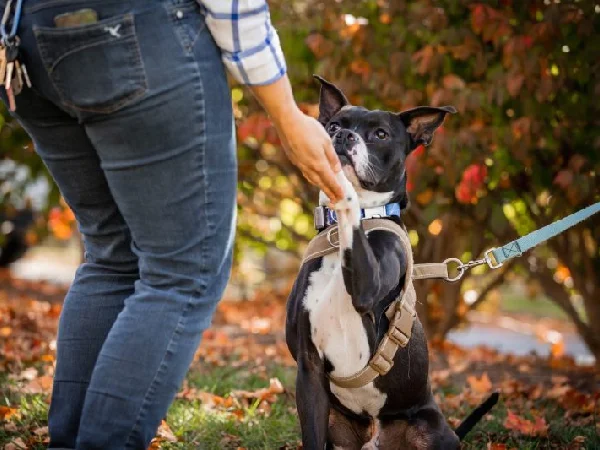 بهترین مربی های سگ در شهریار | مربی شفق دیوان پور