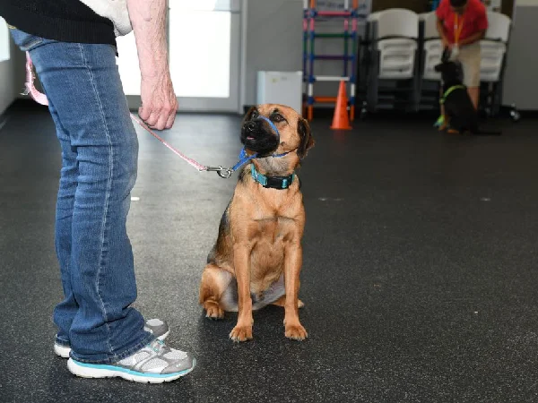 بهترین مربی های سگ در شهریار | مربی رضا فیدر