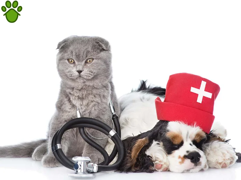 آیا بیماری پاروا از سگ به گربه منتقل می‌شود؟ | انتقال بیماری پاروا از سگ به گربه