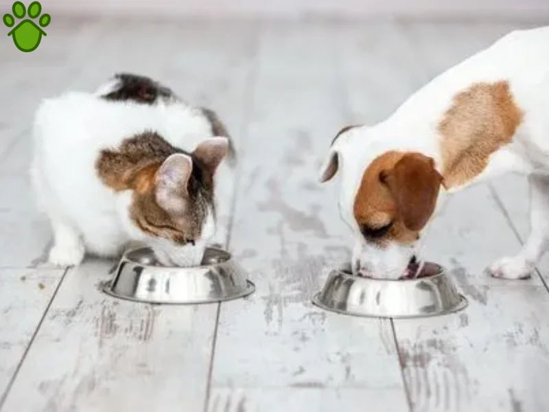 آیا بیماری پاروا از سگ به گربه منتقل می‌شود؟ | انتقال بیماری پاروا از سگ به گربه