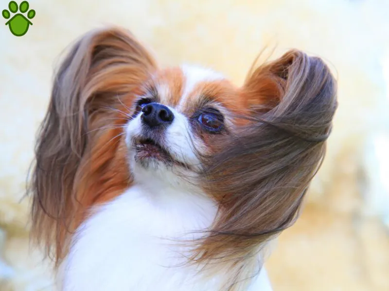 باهوش ترین نژاد های سگ | نژاد پاپیون