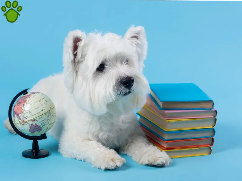 باهوش ترین نژاد های سگ