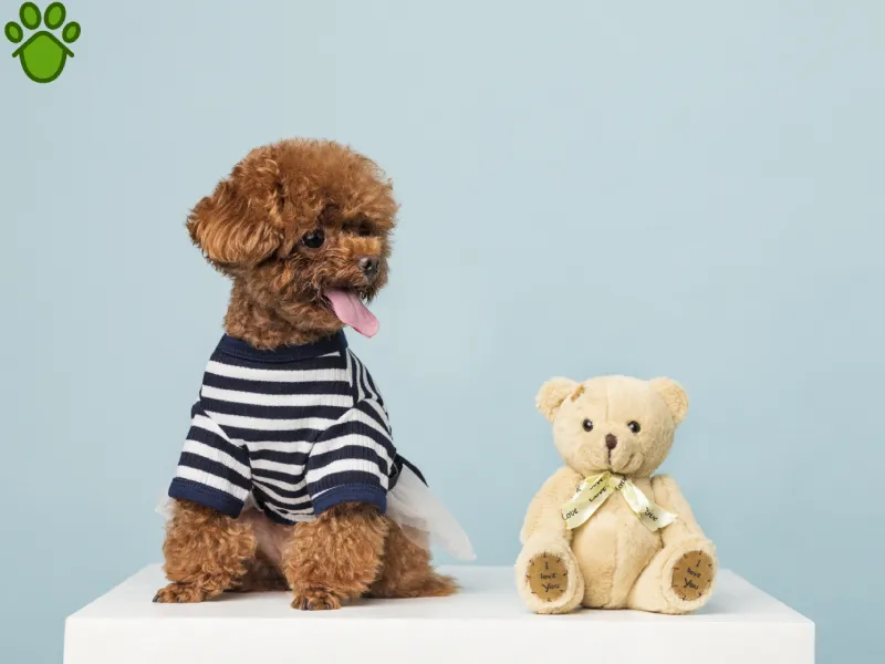 باهوش ترین نژاد های سگ |  سگ پودل یکی از باهوش ترین ها