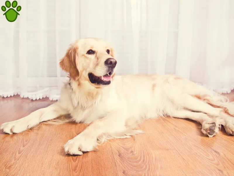 باهوش ترین نژاد های سگ در ایران و جهان | نژاد گلدن رتریور 