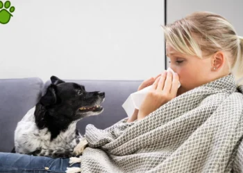 آیا بیماری پاروا سگ به انسان منتقل می‌شود؟