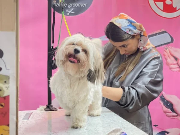 لیست بهترین مراکز آرایشگاه سگ و گربه در مشهد | شماره تماس + آدرس و لوکیشن