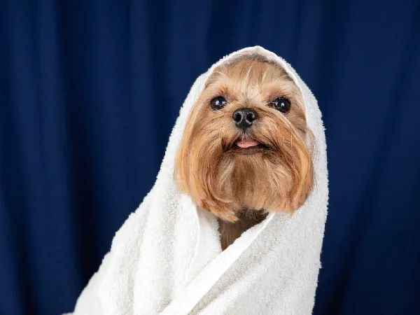 لیست بهترین مراکز آرایشگاه سگ و گربه در مشهد | شماره تماس + آدرس و لوکیشن