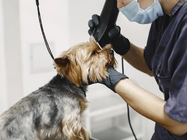 لیست بهترین مراکز آرایشگاه سگ و گربه در مشهد | شماره تماس + آدرس و لوکیشن