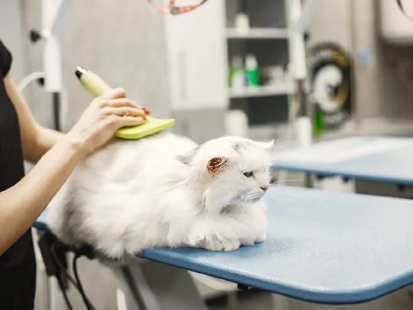 لیست بهترین مراکز آرایشگاه سگ و گربه در مشهد | شماره تماس + آدرس و لوکیشن