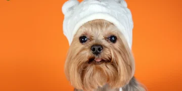 لیست بهترین مراکز آرایشگاه سگ و گربه در مشهد | شماره تماس + آدرس و لوکیشن