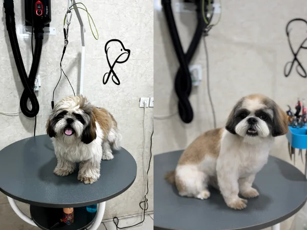 لیست بهترین مراکز آرایشگاه سگ و گربه در مشهد | شماره تماس + آدرس و لوکیشن