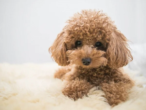 بهترین پرورش دهندگان سگ در تهران و کرج | پت سانی