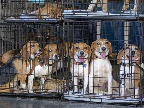 بهترین پرورش دهندگان سگ در تهران و کرج | سرزمین سگ ها