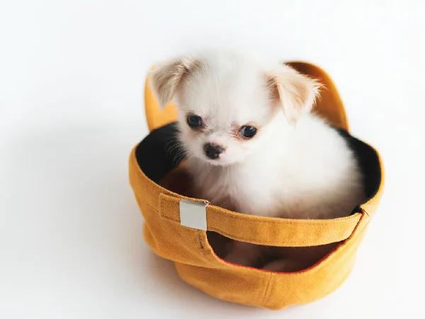 بهترین پرورش دهندگان سگ در تهران و کرج | باشگاه سگ دنیز پت