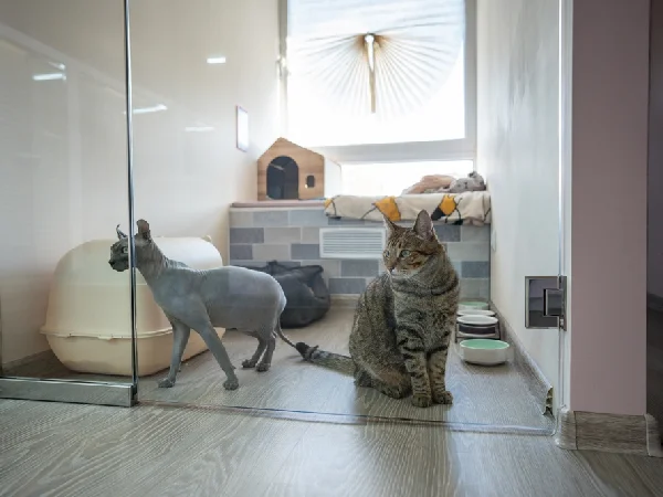 بهترین پانسیون های سگ و گربه در مشهد | پانسیون حیوانات خانگی آفتاب