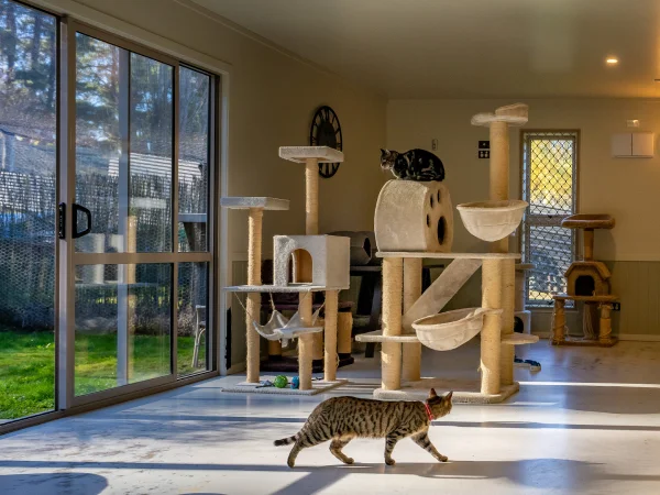 بهترین پانسیون های سگ و گربه در مشهد | پانسیون حیوانات خانگی پاندا