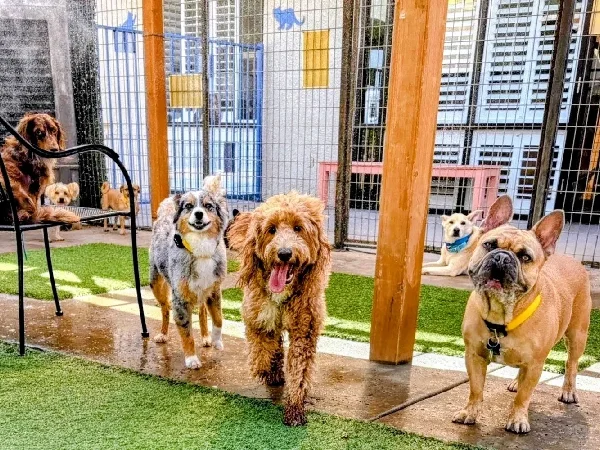 بهترین پانسیون های سگ و گربه در مشهد | پانسیون مستر ک ک