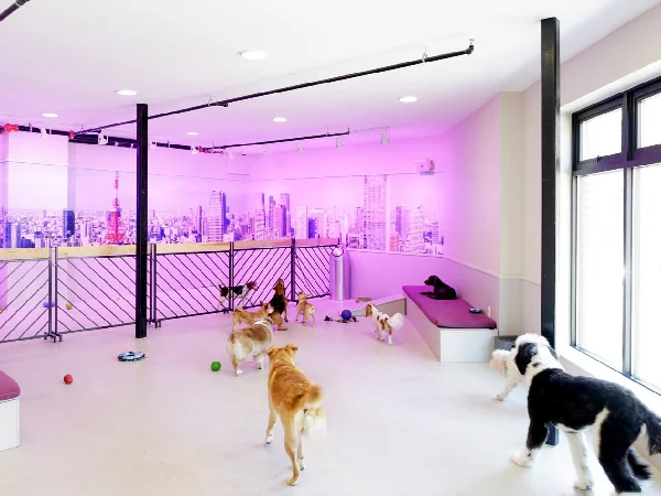 بهترین پانسیون های سگ و گربه در مشهد | پانسیون سگ مهر آفرید