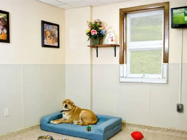 بهترین پانسیون های سگ و گربه در مشهد | پانسیون سگ سپهر