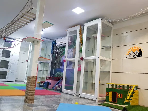 بهترین پانسیون های سگ و گربه در مشهد | پانسیون گربه ستاره در مشهد