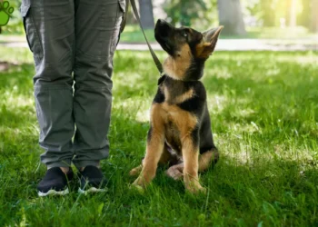 لیست بهترین مربی های سگ در شهریار و اندیشه + شماره تماس و آدرس