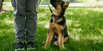 لیست بهترین مربی های سگ در شهریار و اندیشه + شماره تماس و آدرس