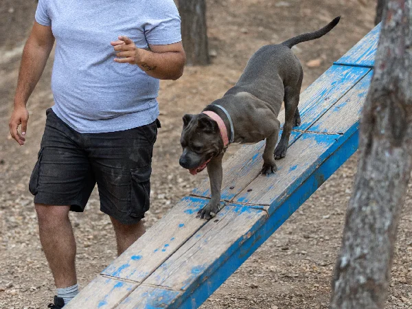 آدرس و شماره بهترین مربی سگ در مشهد | آدرس اینستاگرام