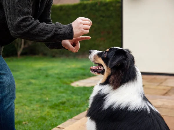آدرس و شماره بهترین مربی های سگ در مشهد | آدرس اینستاگرام