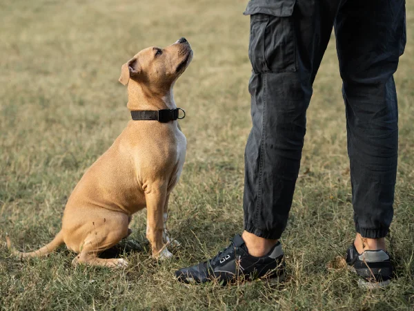 آدرس و شماره بهترین مربی های سگ در مشهد | آدرس اینستاگرام