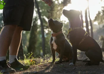آدرس و شماره بهترین مربی سگ در مشهد + آدرس اینستاگرام | مربی سگ های نگهبان و خانگی