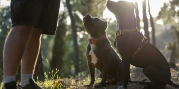 آدرس و شماره بهترین مربی سگ در مشهد + آدرس اینستاگرام | مربی سگ های نگهبان و خانگی