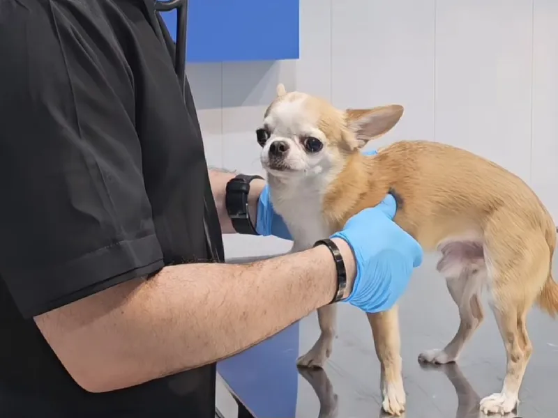 کلینیک دامپزشکی دکتر مهدی مقدم در قم