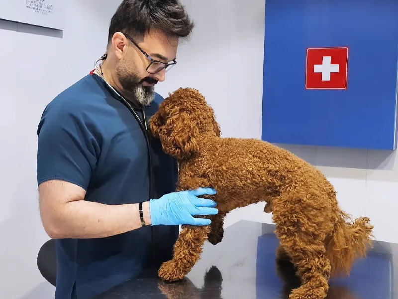 کلینیک دامپزشکی دکتر مهدی مقدم در قم