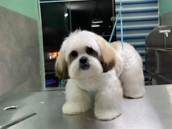 بهترین مراکز آرایشگاه حیوانات خانگی در شیراز | اصلاح موی سگ و گربه زعفرانی در شیراز