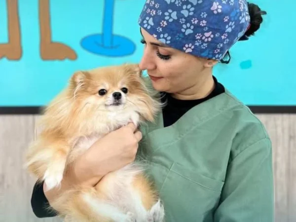 بهترین مراکز آرایشگاه حیوانات خانگی در شیراز | اصلاح موی سگ و گربه نیلا در شیراز