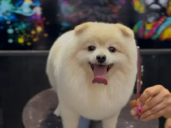 بهترین مراکز آرایشگاه حیوانات خانگی در شیراز | اصلاح موی سگ و گربه آریانا در شیراز