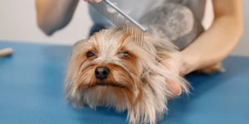 بهترین آرایشگاه حیوانات خانگی در شیراز | سگ و گربه | سیار و متمرکز + شماره تماس و آدرس