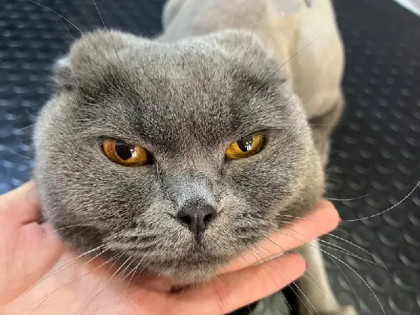 بهترین مراکز آرایشگاه حیوانات خانگی در شیراز | اصلاح موی سگ و گربه کیمیا در شیراز