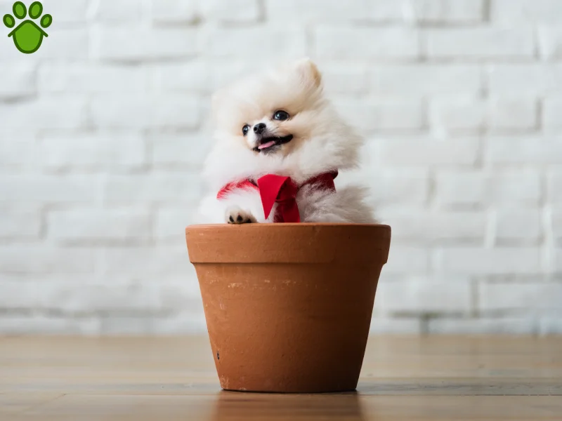 سگ جیبی چیست؟ آیا واقعا وجود دارد؟